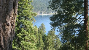 Pappalardo - Tahoe thru trees