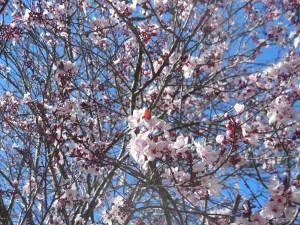 Plum blossoms - Maureen 2-14